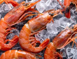 KKP Ungkap Sumber Radioaktif yang Bikin Udang RI Ditarik AS