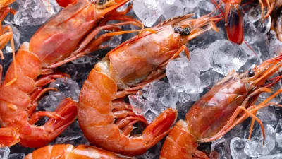 KKP Ungkap Sumber Radioaktif yang Bikin Udang RI Ditarik AS