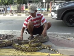 Kakek 75 Tahun Bentangkan Ular Agar Pemotor Tak Jajah Trotoar
